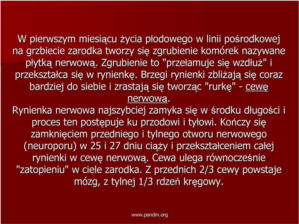 . Brzegi rynienki zbliżaj ają się coraz bardziej do siebie i zrastają się tworząc c "rurkę" - cewę nerwową.