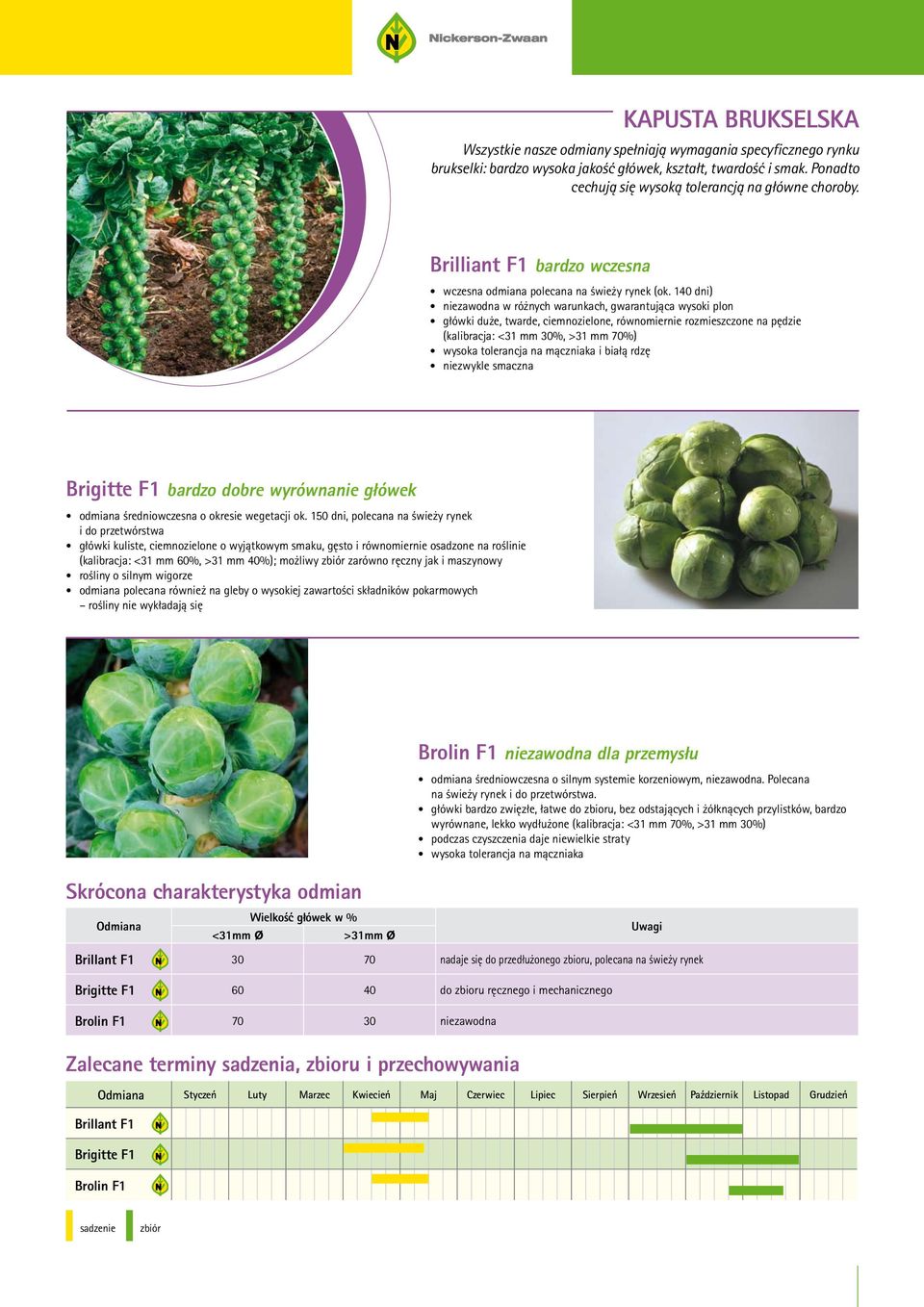 140 dni) niezawodna w różnych warunkach, gwarantująca wysoki plon główki duże, twarde, ciemnozielone, równomiernie rozmieszczone na pędzie (kalibracja: <31 mm 30%, >31 mm 70%) wysoka tolerancja na