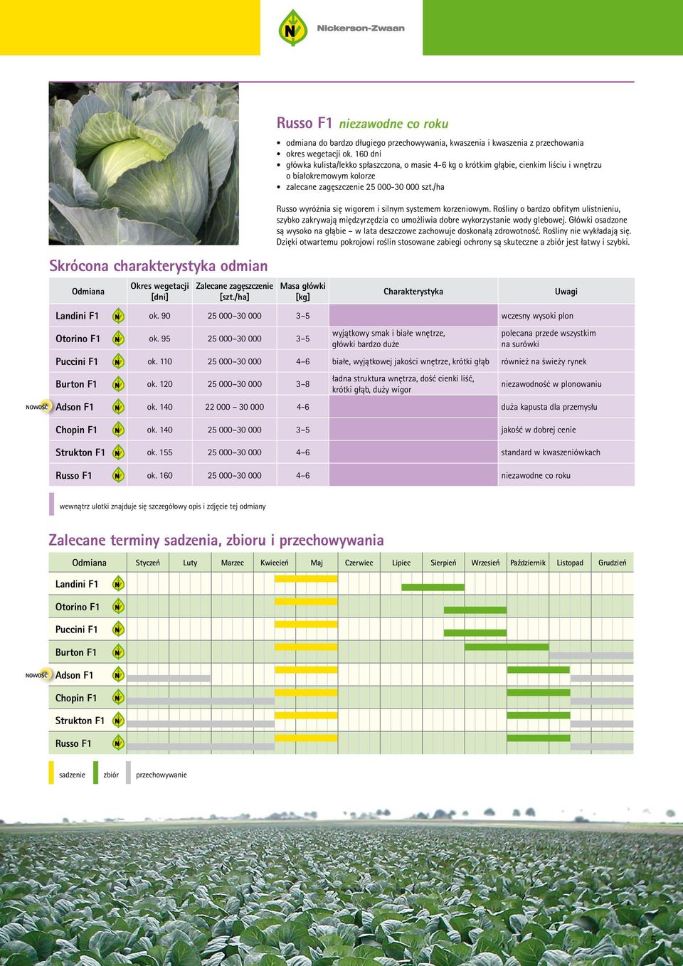 160 dni główka kulista/lekko spłaszczona, o masie 4-6 kg o krótkim głąbie, cienkim liściu i wnętrzu o białokremowym kolorze zalecane zagęszczenie 25 000-30 000 szt.
