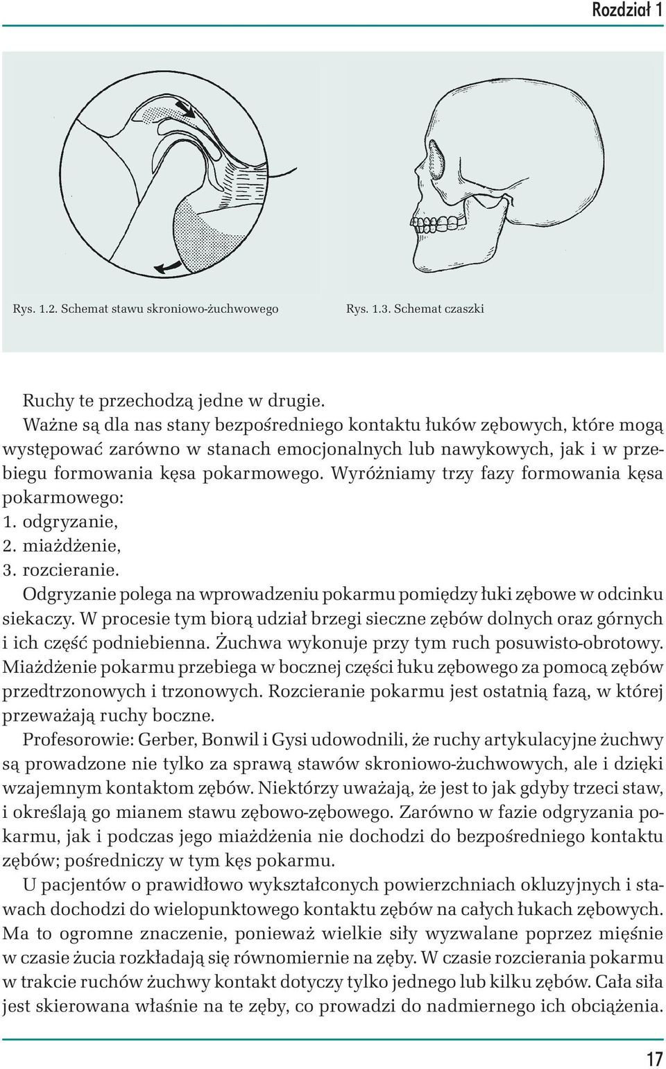 Wyróżniamy trzy fazy formowania kęsa pokarmowego: 1. odgryzanie, 2. miażdżenie, 3. rozcieranie. Odgryzanie polega na wprowadzeniu pokarmu pomiędzy łuki zębowe w odcinku siekaczy.