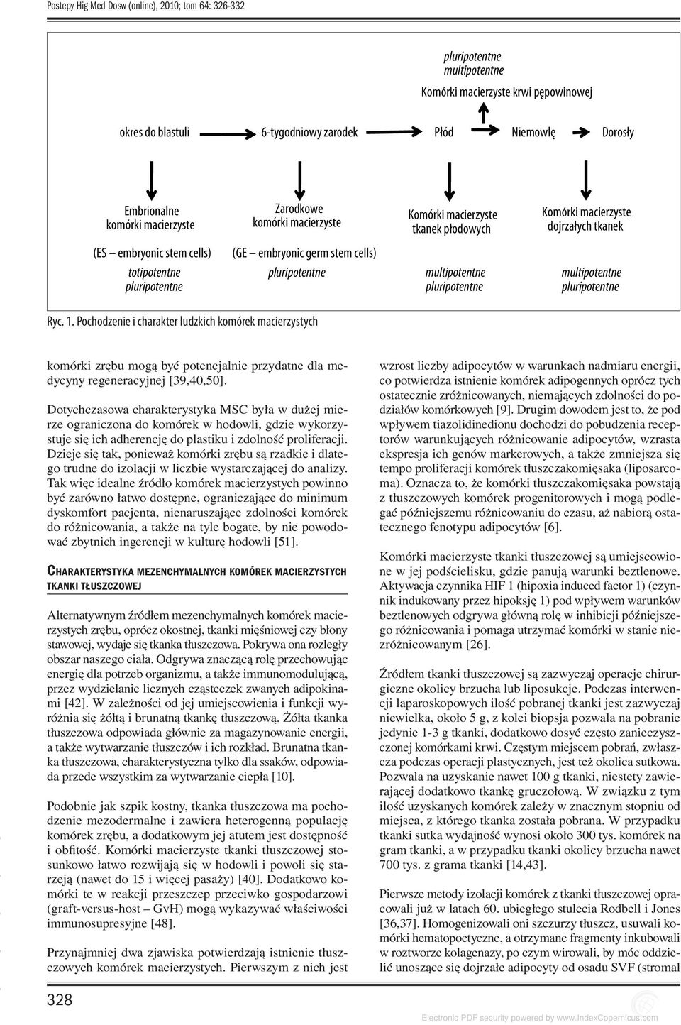 multipotentne Ryc. 1. Pochodzenie i charakter ludzkich komórek macierzystych komórki zrębu mogą być potencjalnie przydatne dla medycyny regeneracyjnej [39,40,50].