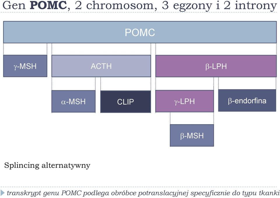 Splincing alternatywny transkrypt genu POMC