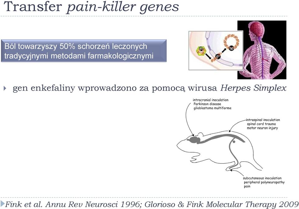 enkefaliny wprowadzono za pomocą wirusa Herpes Simplex Fink