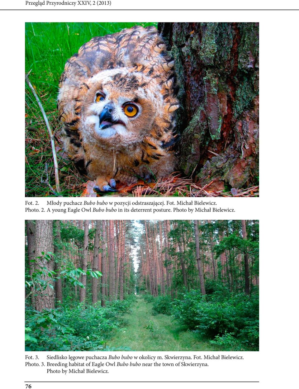 Siedlisko lęgowe puchacza Bubo bubo w okolicy m. Skwierzyna. Fot. Michał Bielewicz. Photo. 3.