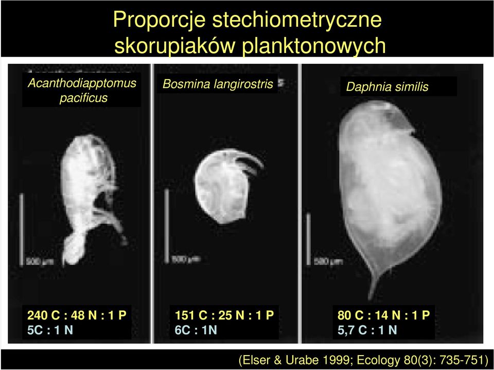 similis 240 C : 48 N : 1 P 5C : 1 N 151 C : 25 N : 1 P 6C :