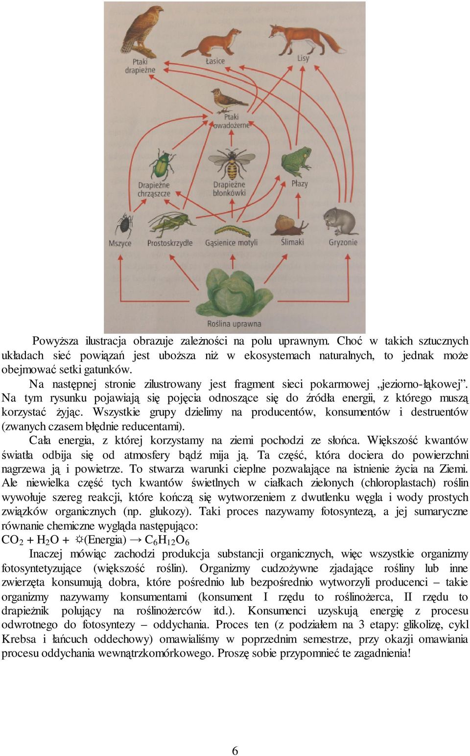 Wszystkie grupy dzielimy na producentów, konsumentów i destruentów (zwanych czasem błędnie reducentami). Cała energia, z której korzystamy na ziemi pochodzi ze słońca.