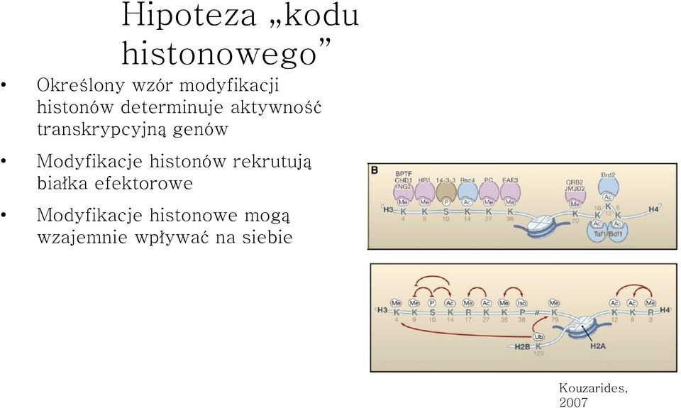 Modyfikacje histonów rekrutują białka efektorowe