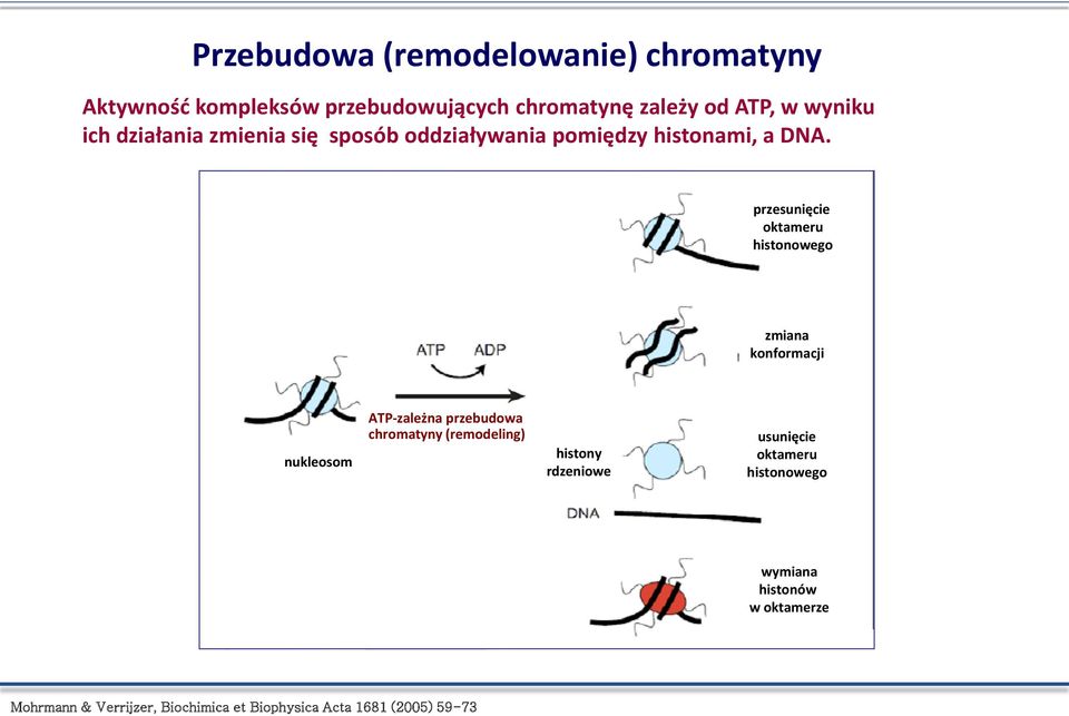 przesunięcie oktameru histonowego zmiana konformacji nukleosom ATP-zależna przebudowa chromatyny (remodeling)