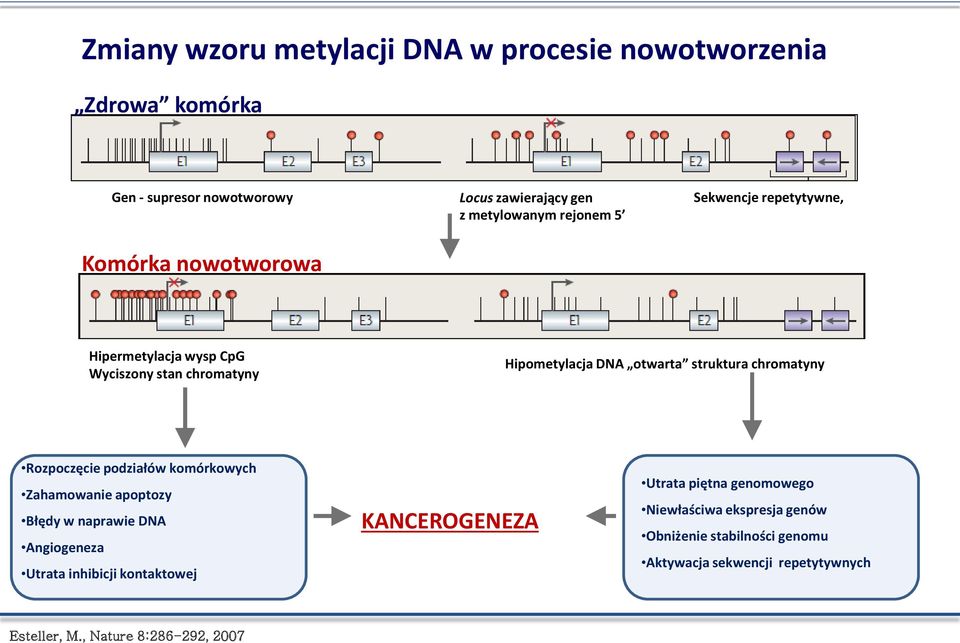 chromatyny Rozpoczęcie podziałów komórkowych Zahamowanie apoptozy Błędy w naprawie DNA Angiogeneza Utrata inhibicji kontaktowej