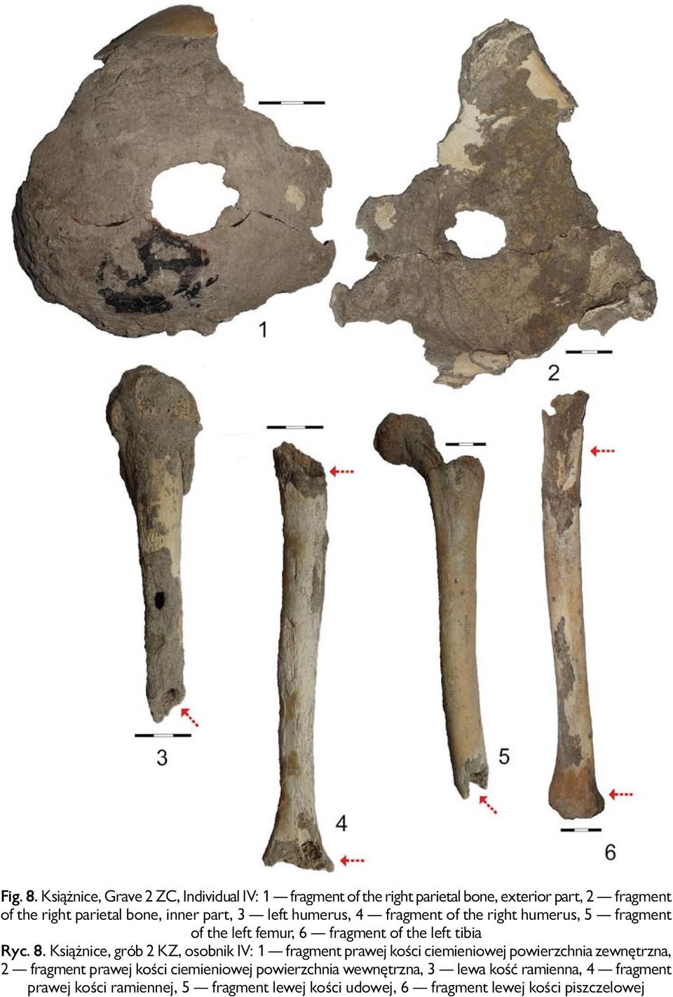 part, 3 left humerus, 4 fragment of the right humerus, 5 fragment of the left femur, 6 fragment of the left tibia Ryc. 8.