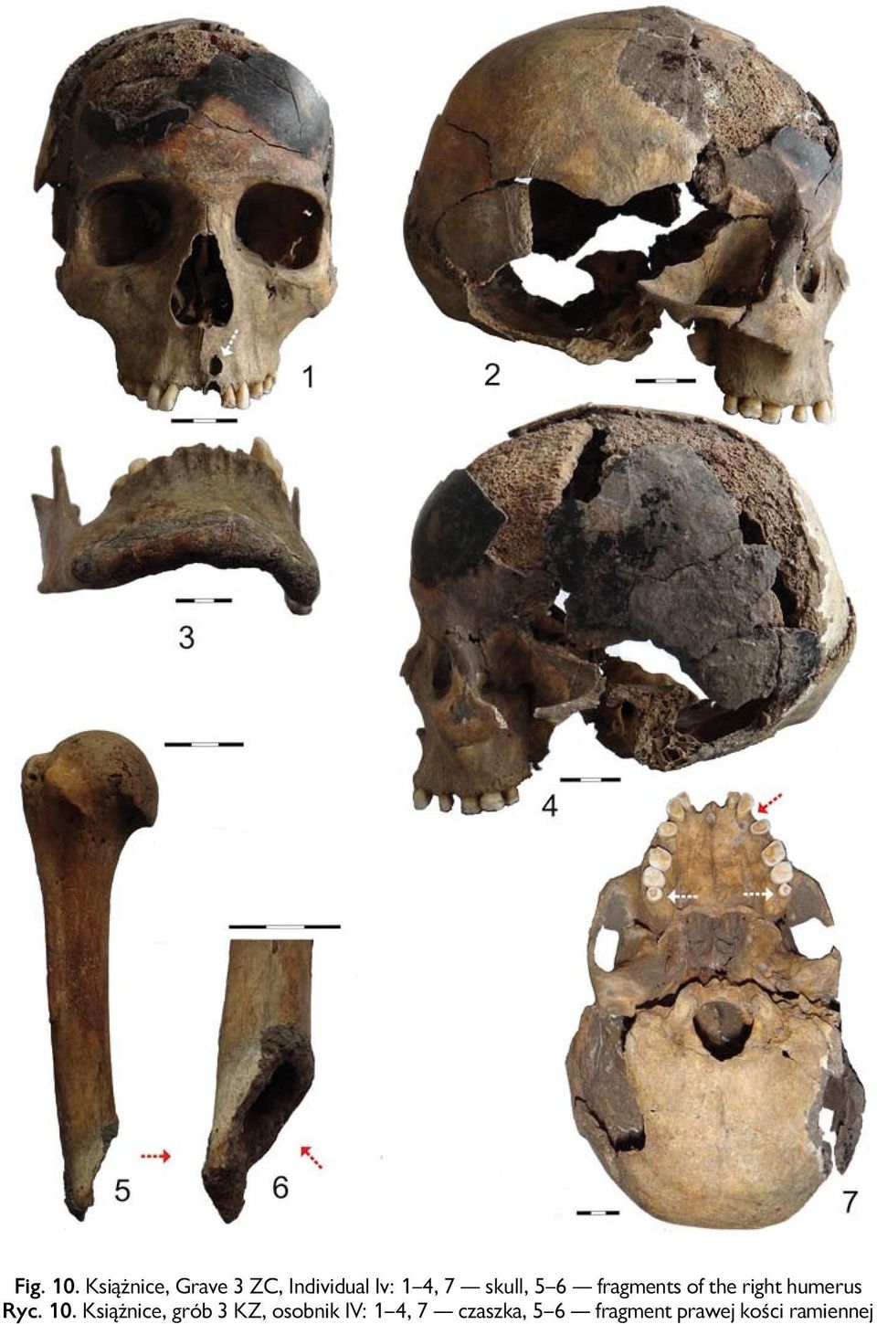 skull, 5 6 fragments of the right humerus Ryc.