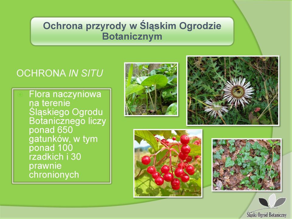 Śląskiego Ogrodu Botanicznego liczy ponad 650