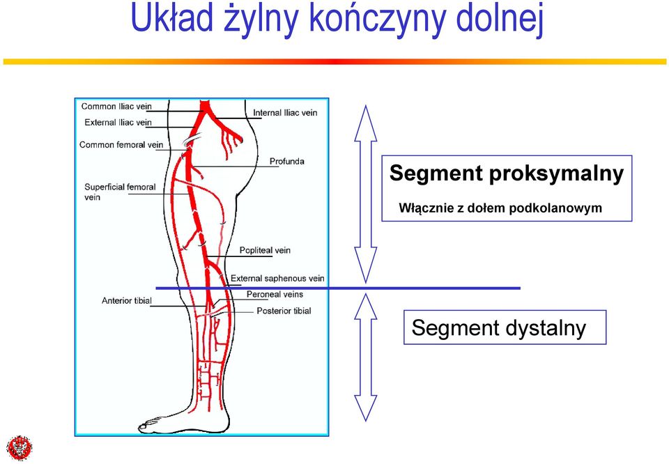 proksymalny Włącznie z