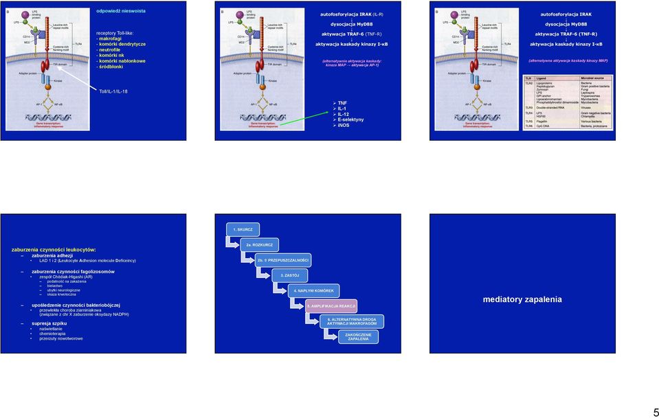 (alternatywna aktywacja kaskady kinazy MAP) Toll/IL-1/IL-18 Ø TNF Ø IL-1 Ø IL-12 Ø E-selektyny Ø inos zaburzenia czynności leukocytów: zaburzenia adhezji LAD 1 i 2 (Leukocyte Adhesion molecule