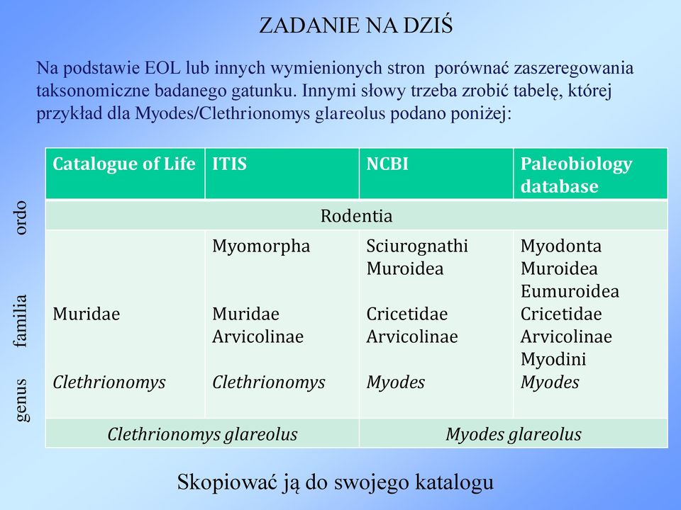 Paleobiology database Muridae Clethrionomys Myomorpha Muridae Arvicolinae Clethrionomys Rodentia Sciurognathi Muroidea Cricetidae