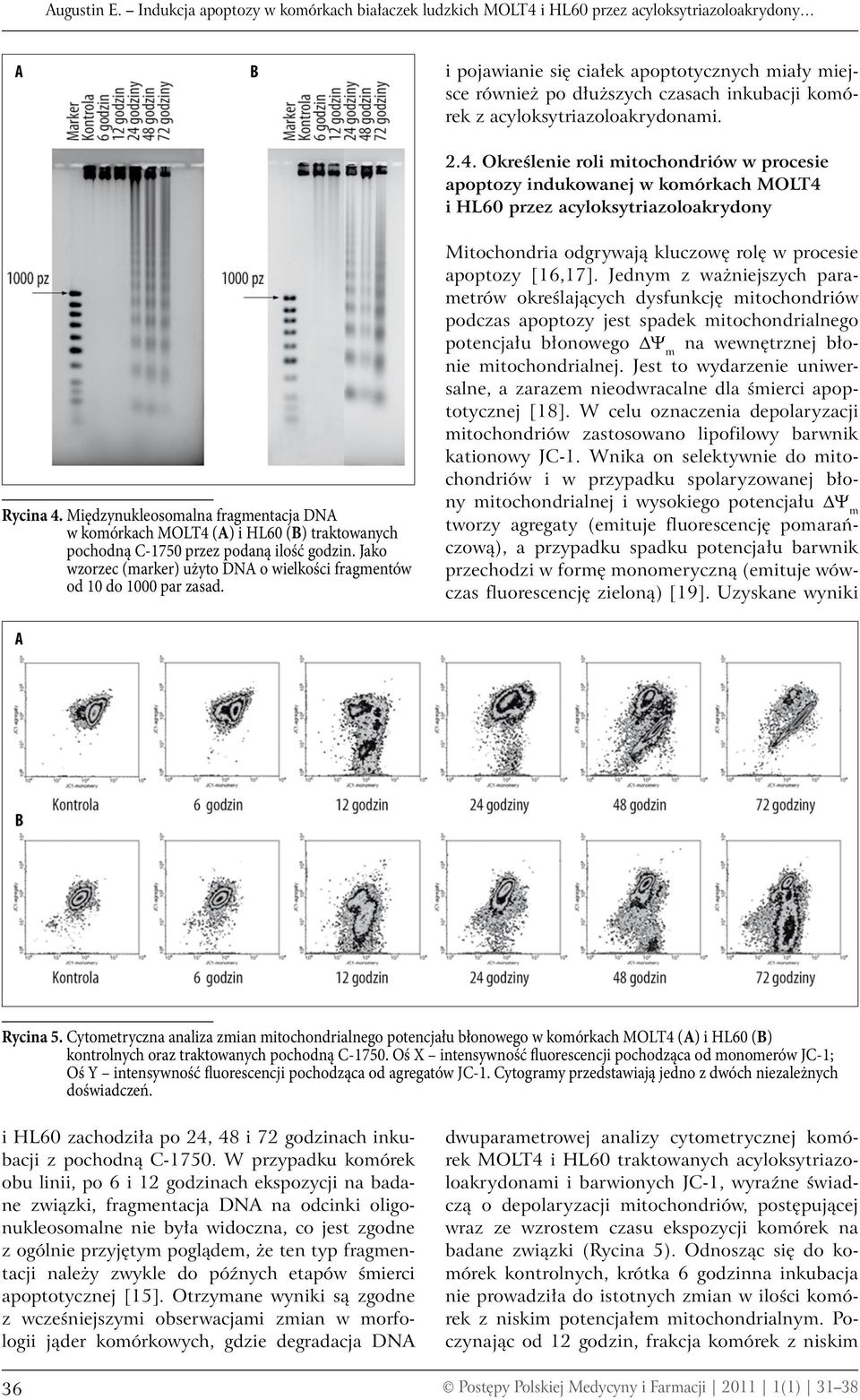 acyloksytriazoloakrydonami. 2.4. Określenie roli mitochondriów w procesie apoptozy indukowanej w komórkach MOLT4 i HL60 przez acyloksytriazoloakrydony Rycina 4.