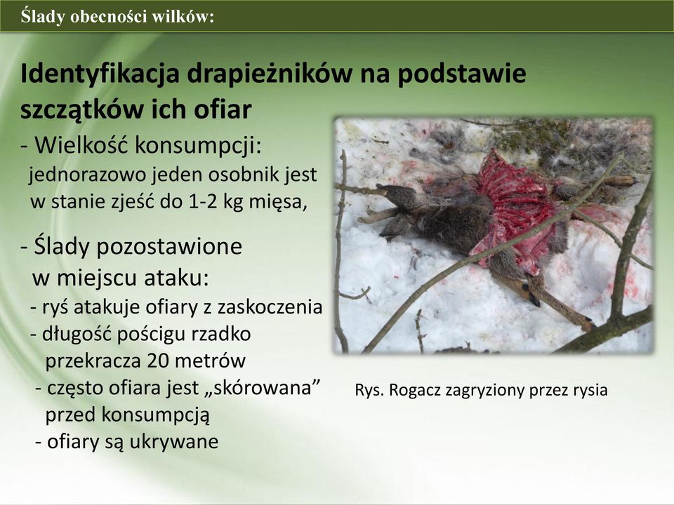 miejscu ataku: - ryś atakuje ofiary z zaskoczenia - długość pościgu rzadko przekracza 20 metrów -