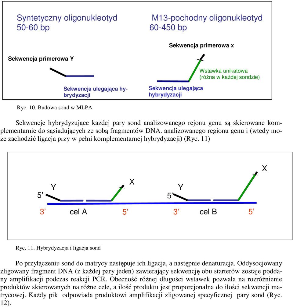 analizowanego regionu genu i (wtedy mo- Ŝe zachodzić ligacja przy w pełni komplementarnej hybrydyzacji) (Ryc. 11)