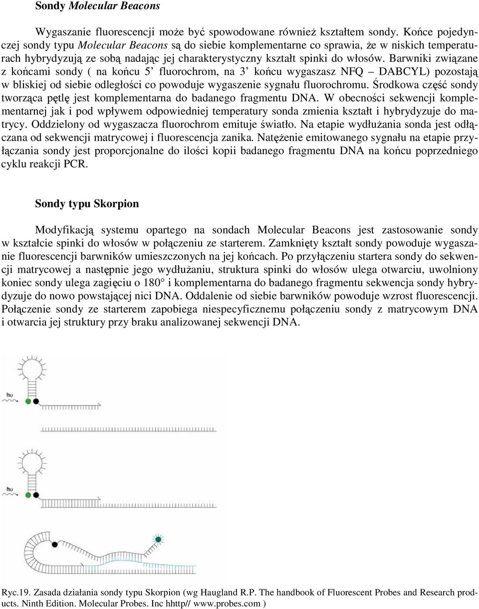 Barwniki związane z końcami sondy ( na końcu 5 fluorochrom, na 3 końcu wygaszasz NFQ DABCYL) pozostają w bliskiej od siebie odległości co powoduje wygaszenie sygnału fluorochromu.