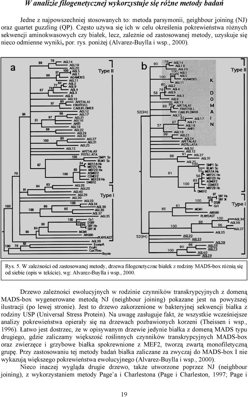 poniżej (Alvarez-Buylla i wsp., 2000). Rys. 5. W zależności od zastosowanej metody, drzewa filogenetyczne białek z rodziny MADS-box różnią się od siebie (opis w tekście), wg: Alvarez-Buylla i wsp.