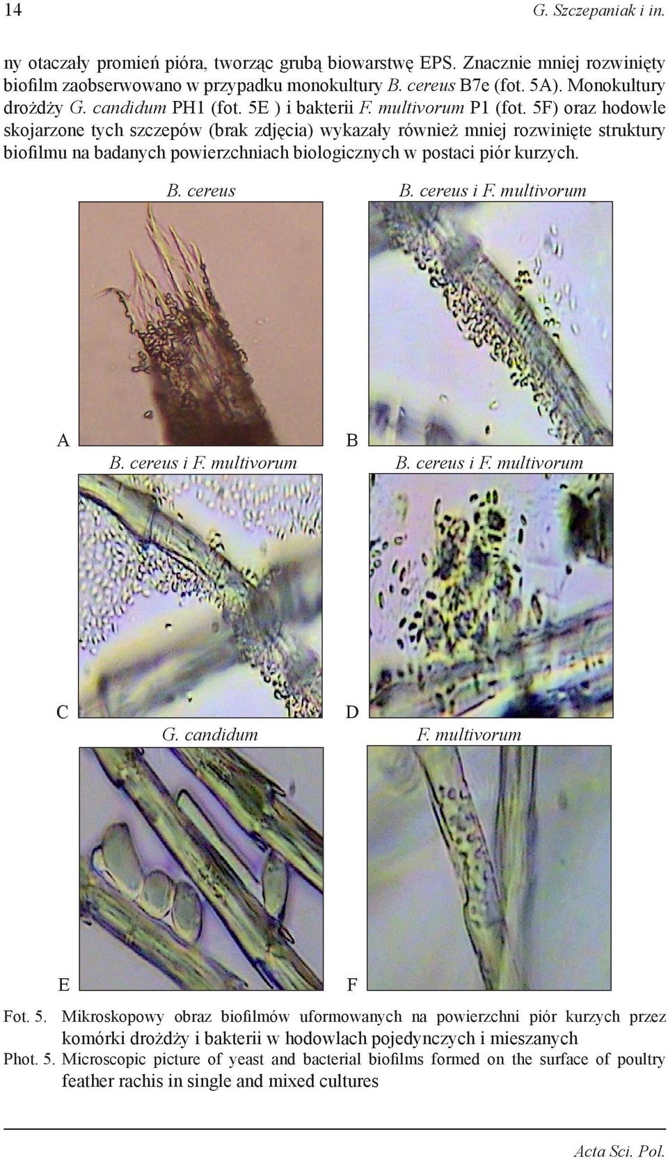 5F) oraz hodowle skojarzone tych szczepów (brak zdjęcia) wykazały również mniej rozwinięte struktury biofilmu na badanych powierzchniach biologicznych w postaci piór kurzych. B. cereus B. cereus i F.