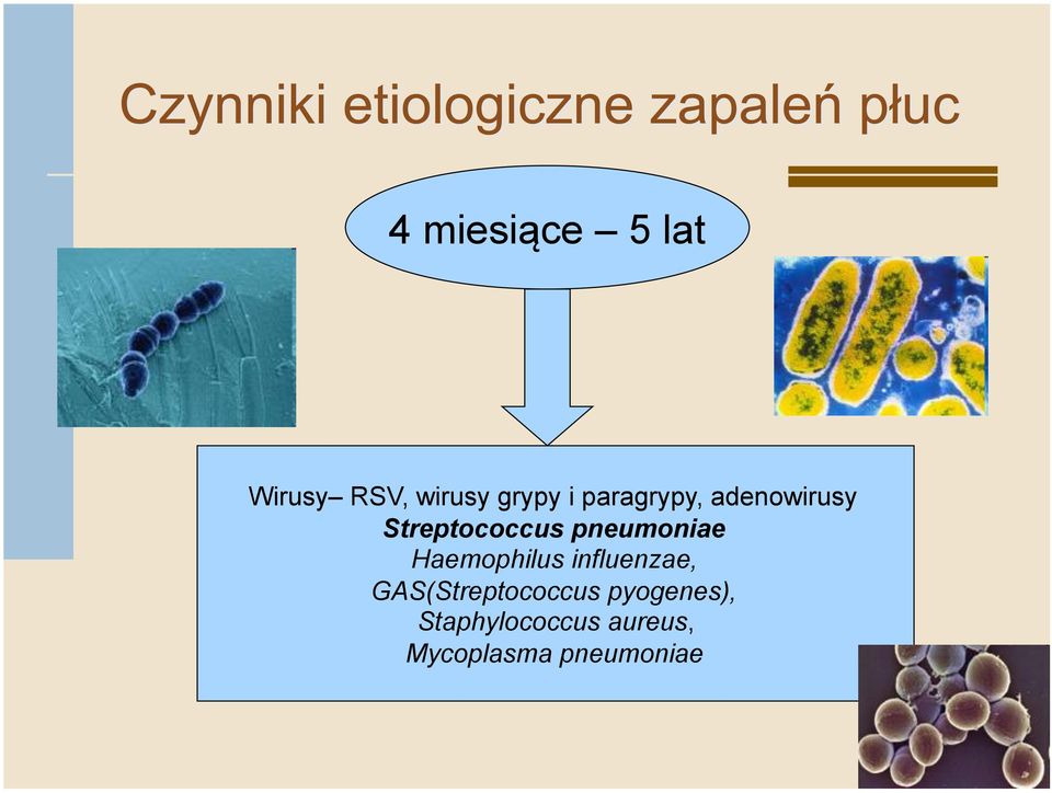 Haemophilus influenzae, GAS(Streptococcus