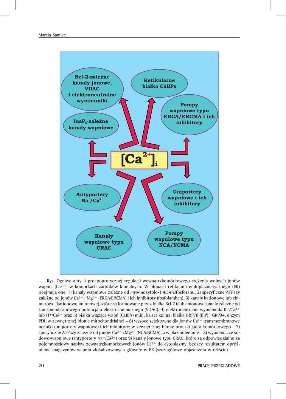 inhibitory (fosfolamban), 3) kana³y kationowe lub chimerowe (kationowo-anionowe), które s¹ formowane przez bia³ka Bcl-2 i/lub anionowe kana³y zale ne od transmembranowego potencja³u