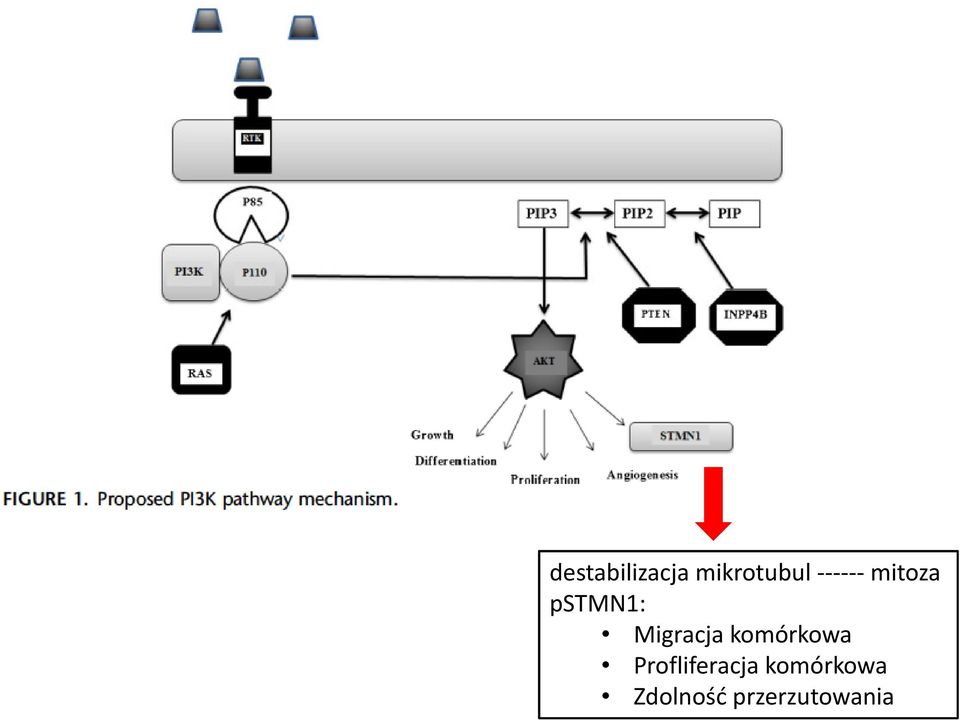 pstmn1: Migracja komórkowa