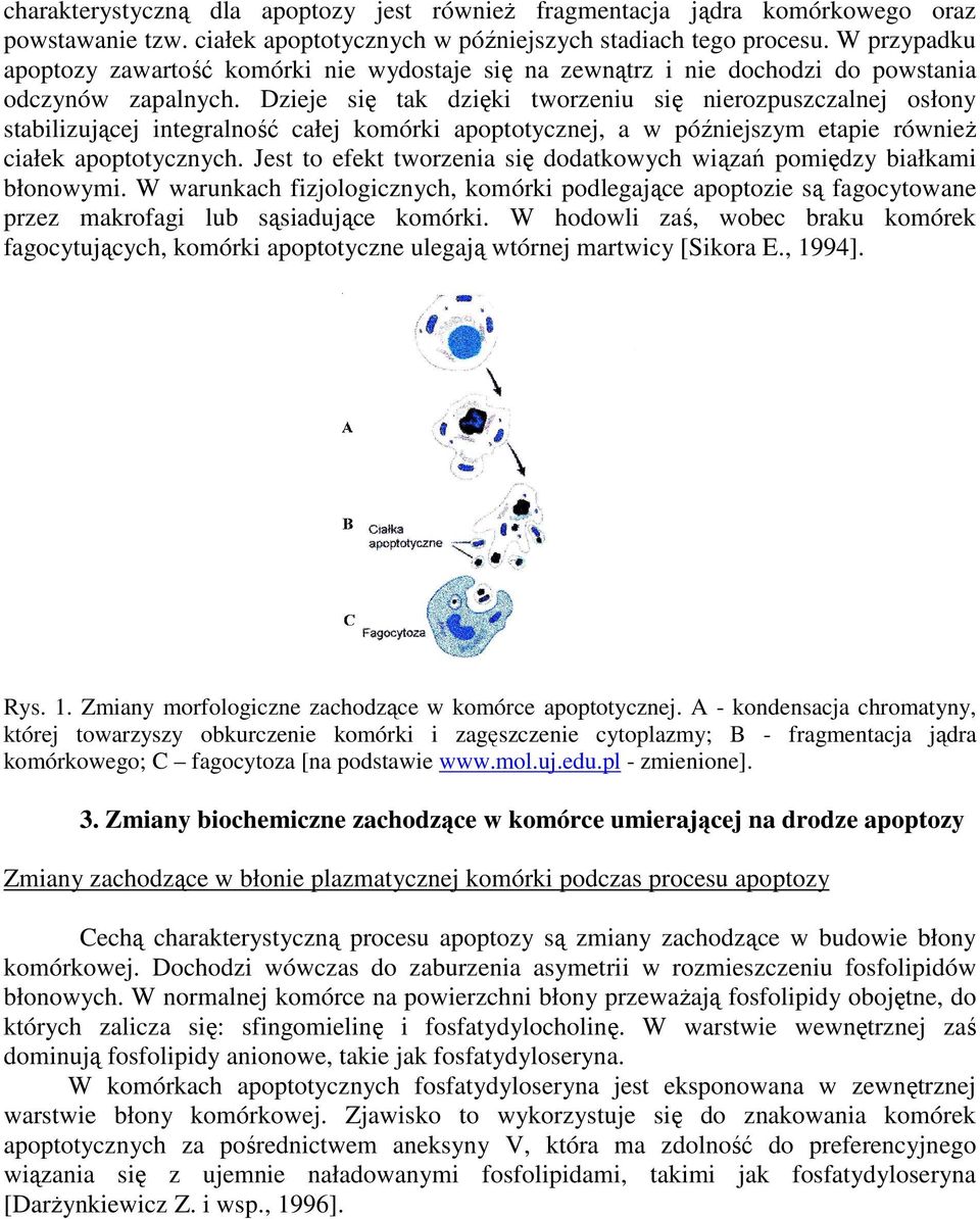 Dzieje się tak dzięki tworzeniu się nierozpuszczalnej osłony stabilizującej integralność całej komórki apoptotycznej, a w późniejszym etapie równieŝ ciałek apoptotycznych.