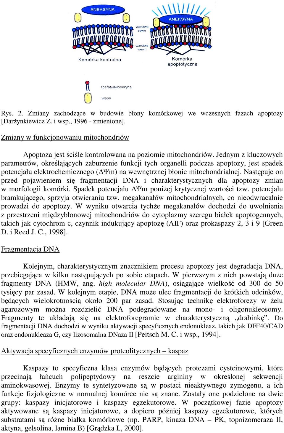 Jednym z kluczowych parametrów, określających zaburzenie funkcji tych organelli podczas apoptozy, jest spadek potencjału elektrochemicznego ( Ψm) na wewnętrznej błonie mitochondrialnej.