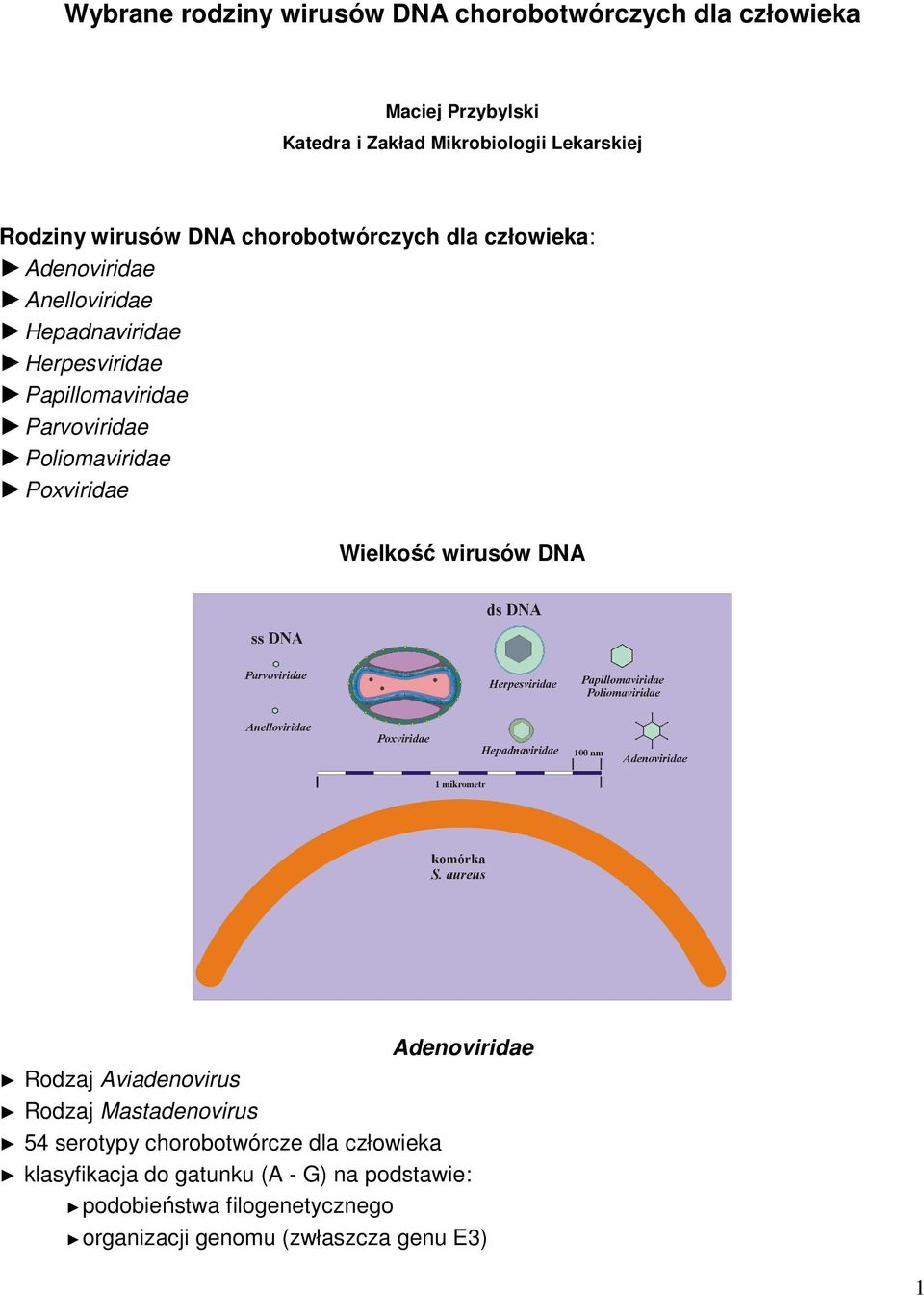 Poliomaviridae Poxviridae Wielkość wirusów DNA Rodzaj Aviadenovirus Rodzaj Mastadenovirus Adenoviridae 54 serotypy chorobotwórcze