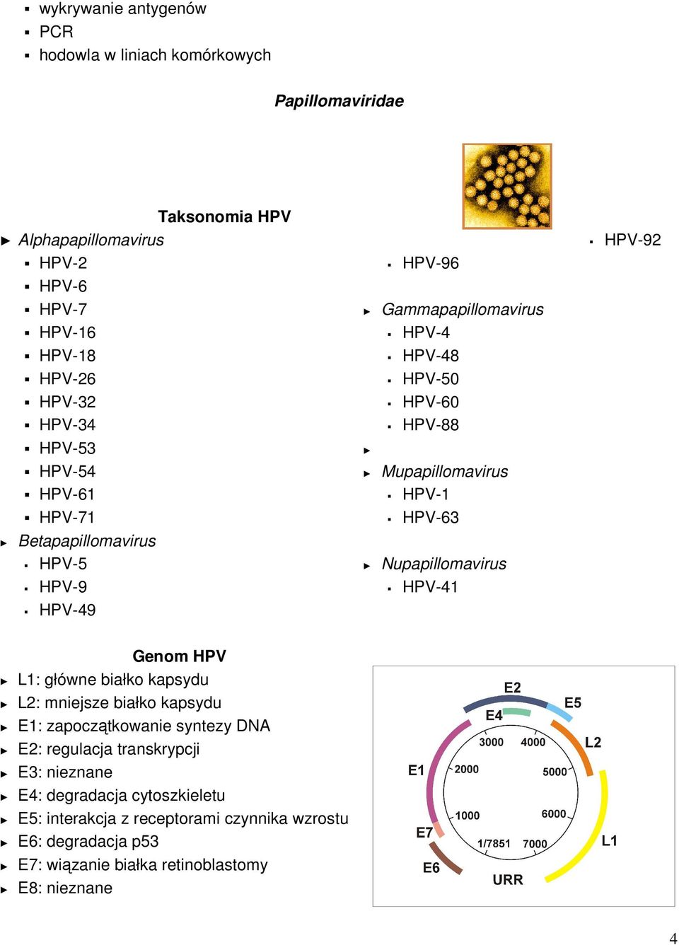 Betapapillomavirus HPV-5 Nupapillomavirus HPV-9 HPV-41 HPV-49 Genom HPV L1: główne białko kapsydu L2: mniejsze białko kapsydu E1: zapoczątkowanie syntezy
