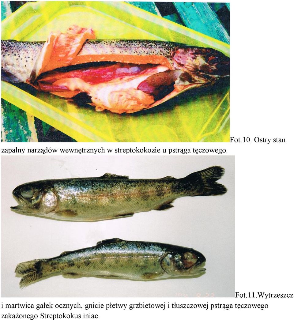 streptokokozie u pstrąga tęczowego. Fot.11.
