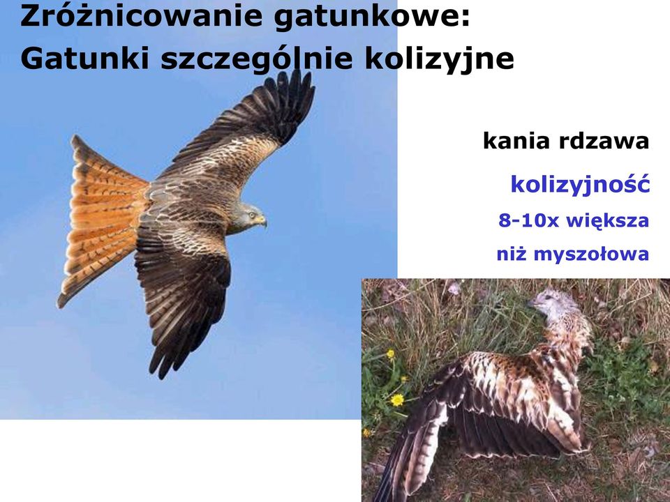 kolizyjne kania rdzawa