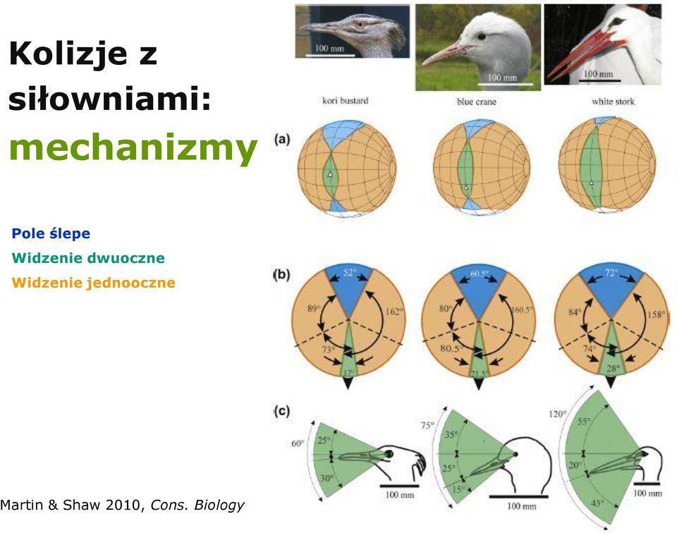 Widzenie dwuoczne Widzenie