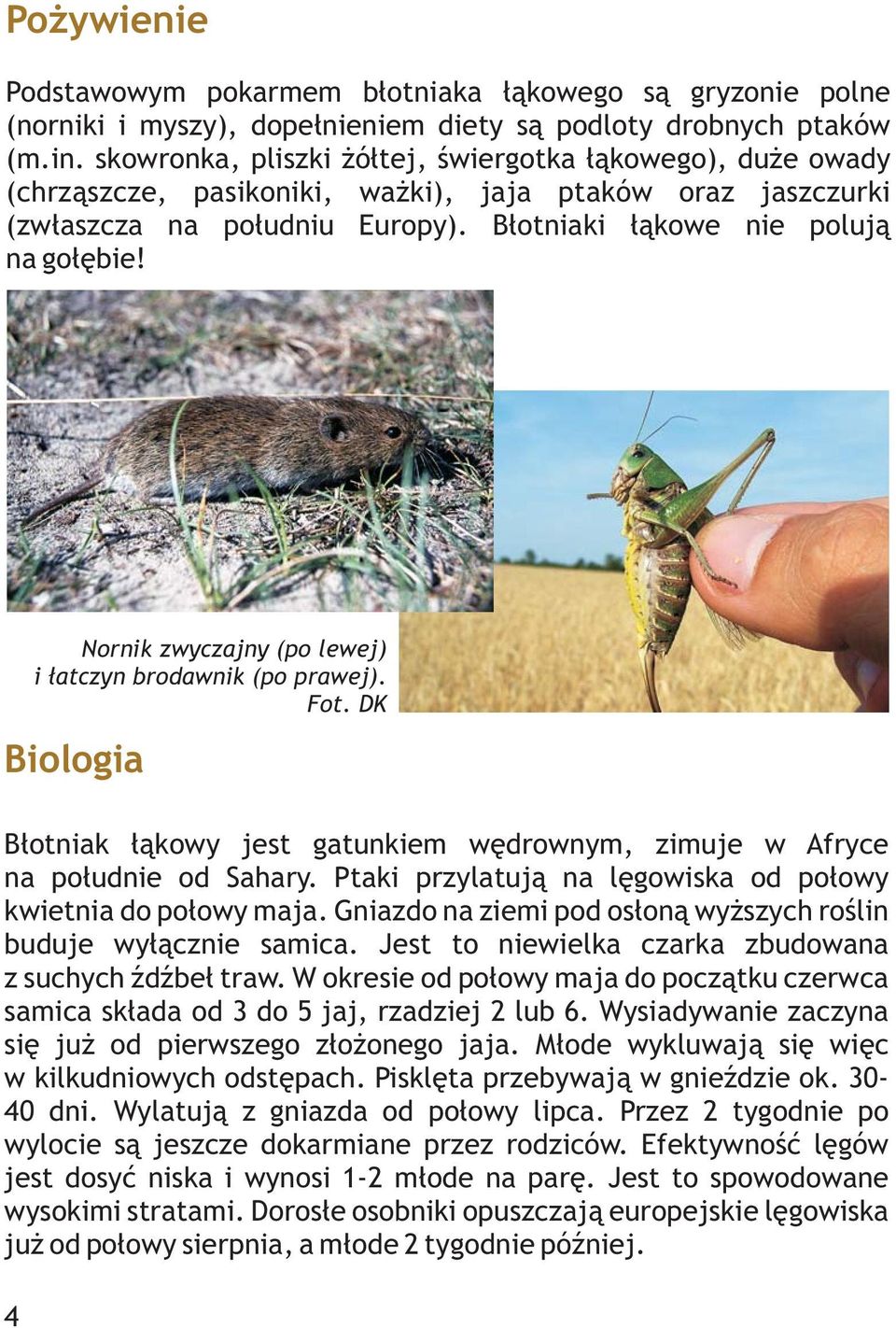 Nornik zwyczajny (po lewej) i łatczyn brodawnik (po prawej). Fot. DK Biologia Błotniak łąkowy jest gatunkiem wędrownym, zimuje w Afryce na południe od Sahary.