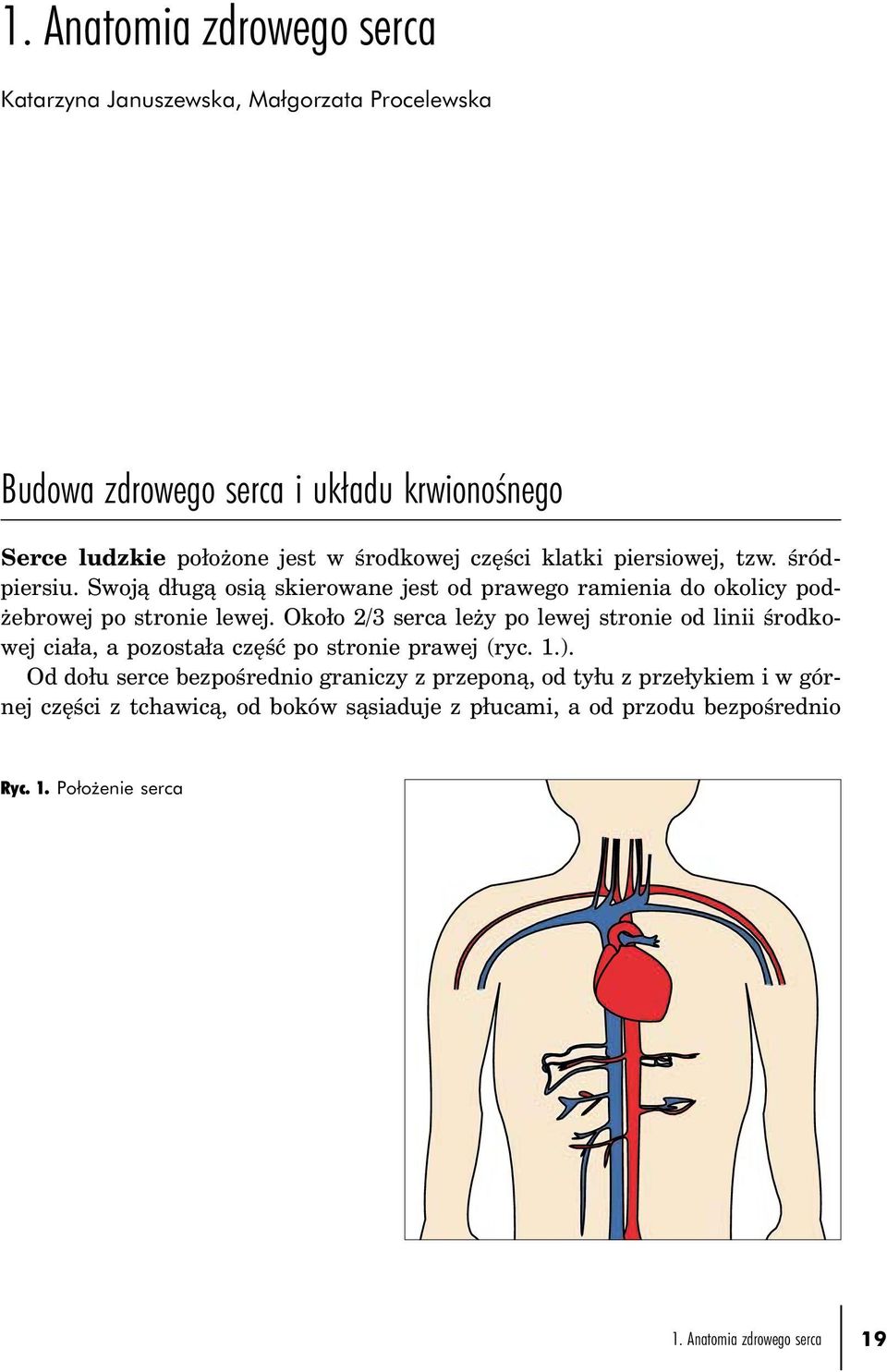 Około 2/3 serca leży po lewej stronie od linii środkowej ciała, a pozostała część po stronie prawej (ryc. 1.).