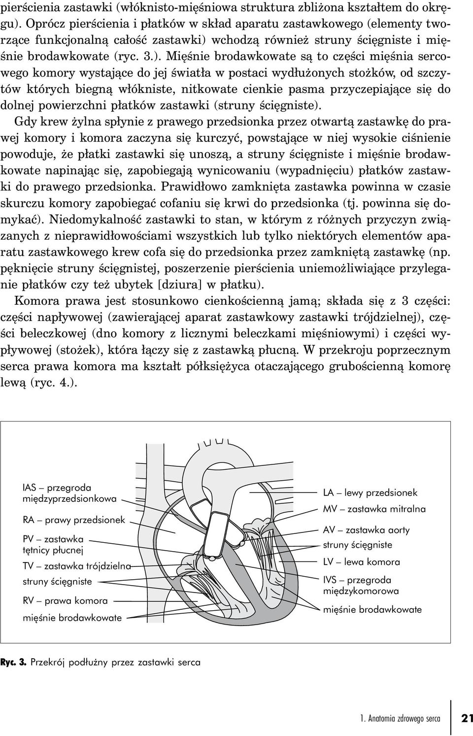 wchodzą również struny ścięgniste i mięśnie brodawkowate (ryc. 3.).