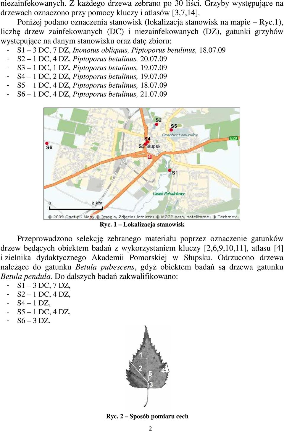 1), liczbę drzew zainfekowanych (DC) i niezainfekowanych (DZ), gatunki grzybów występujące na danym stanowisku oraz datę zbioru: - S1 3 DC, 7 DZ, Inonotus obliquus, Piptoporus betulinus, 18.07.