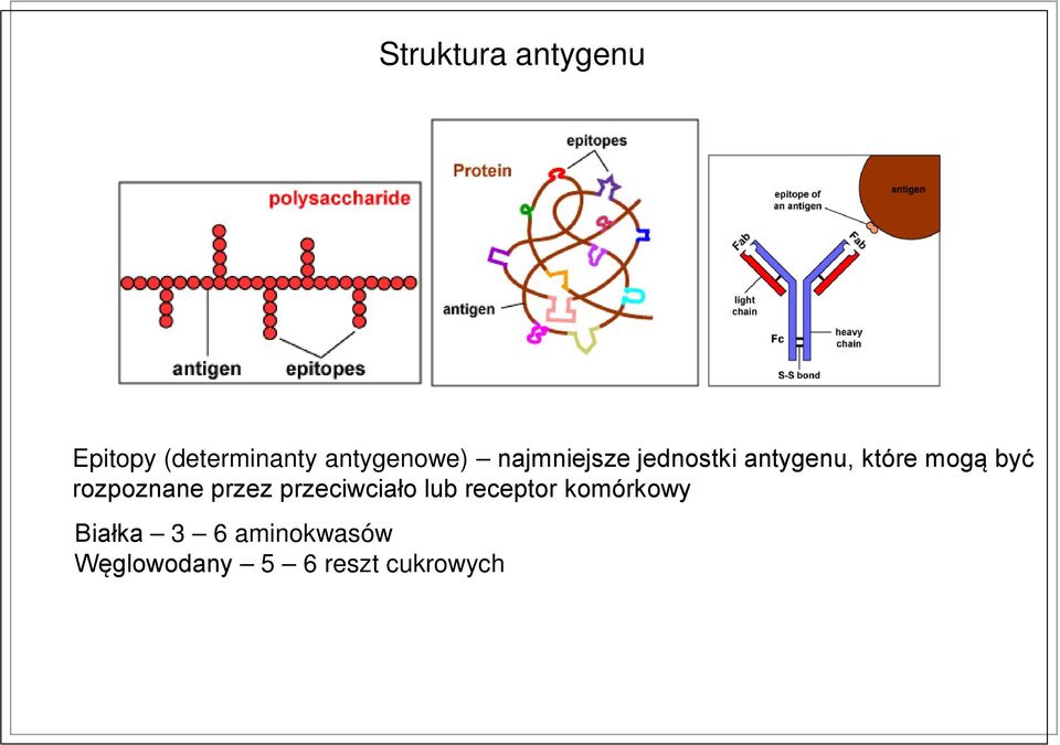 mogą być rozpoznane przez przeciwciało lub receptor