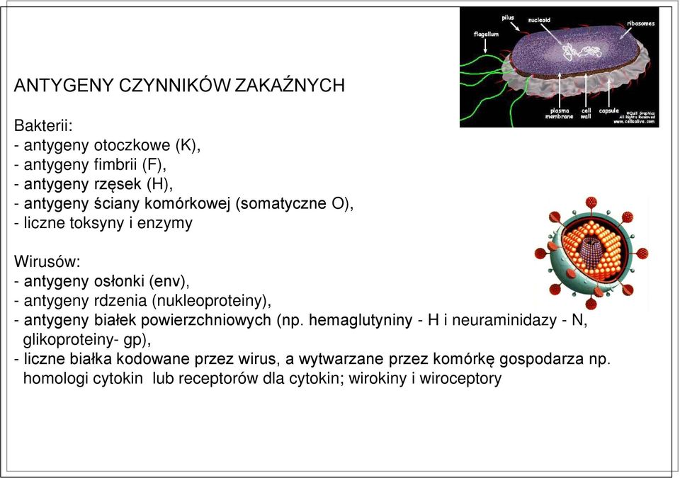 (nukleoproteiny), - antygeny białek powierzchniowych (np.