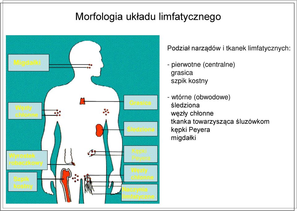 chłonne Naczynia limfatyczne - pierwotne (centralne) grasica szpik kostny - wtórne