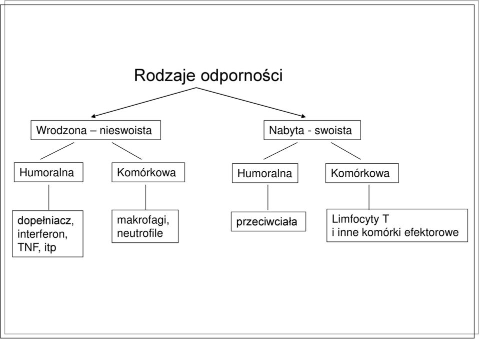 dopełniacz, interferon, TNF, itp makrofagi,