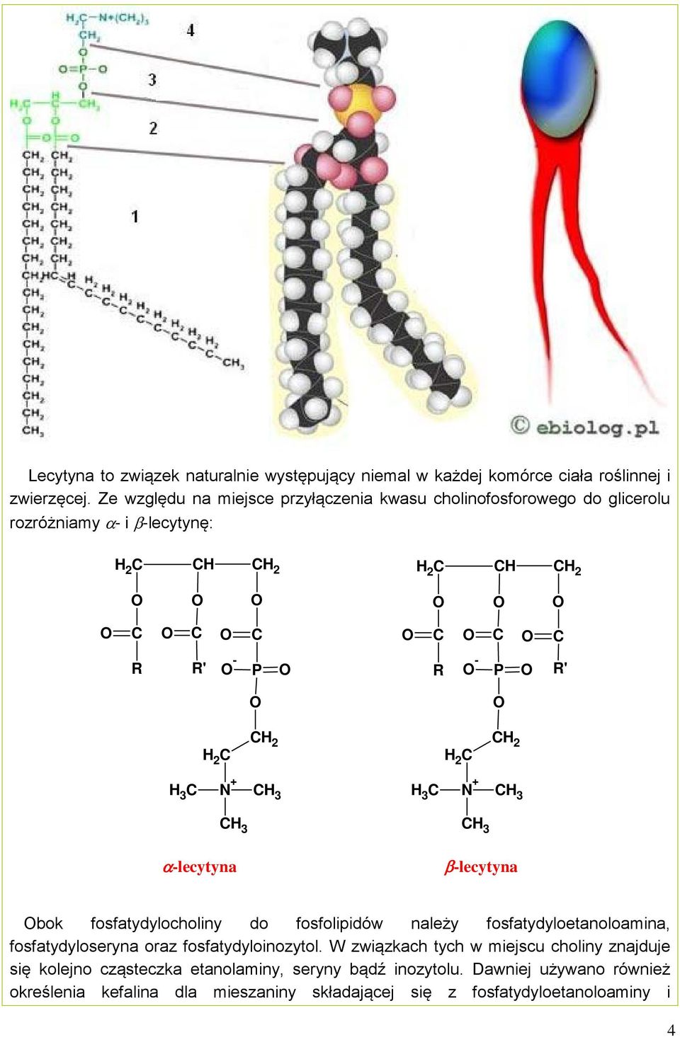 CH 2 H 2 C CH 2 H 3 C N + CH 3 H 3 C N + CH 3 CH 3 CH 3 α-lecytyna β-lecytyna bok fosfatydylocholiny do fosfolipidów należy fosfatydyloetanoloamina,