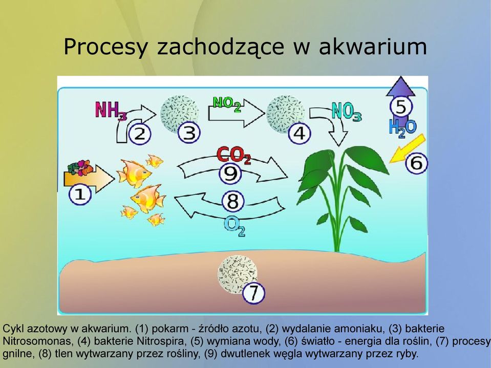 Nitrosomonas, (4) bakterie Nitrospira, (5) wymiana wody, (6) światło -