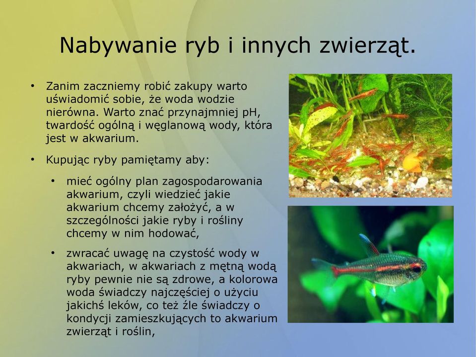 Kupując ryby pamiętamy aby: mieć ogólny plan zagospodarowania akwarium, czyli wiedzieć jakie akwarium chcemy założyć, a w szczególności jakie ryby i