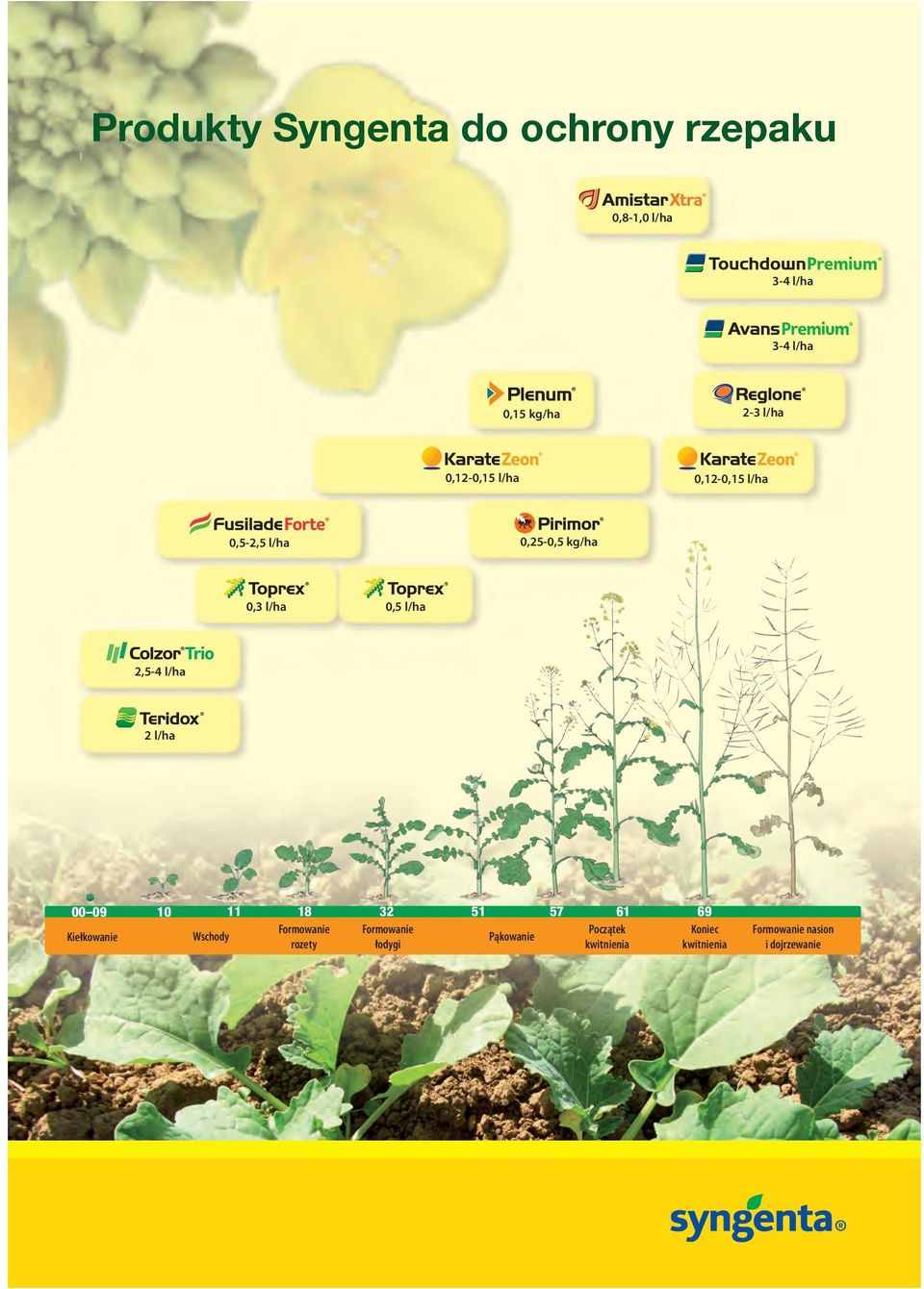 2,5-4 l/ha 2 l/ha 00 09 Kiełkowanie 10 11 Wschody 18 32 Formowanie rozety Formowanie