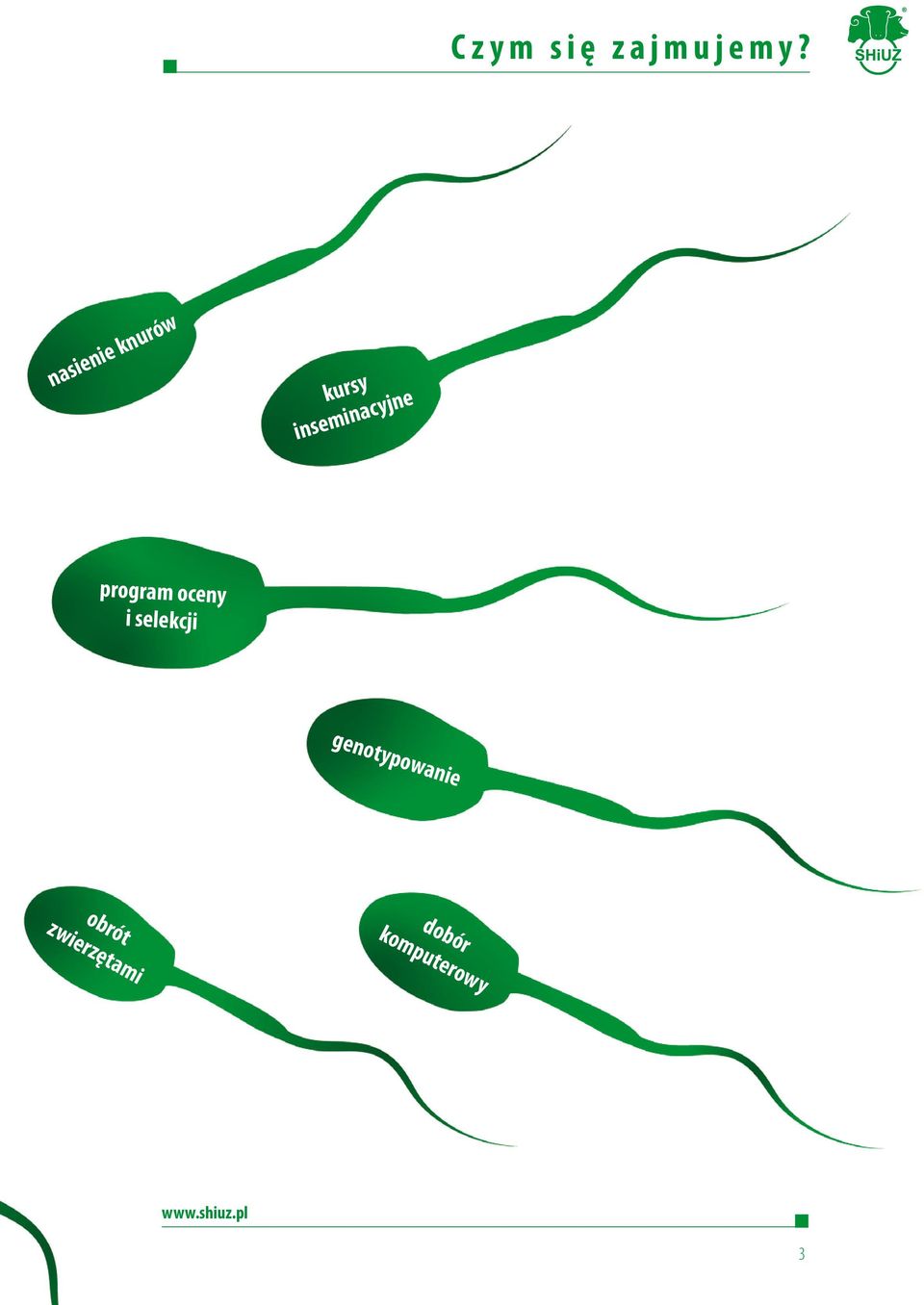 nasienie knurów kursy inseminacyjne