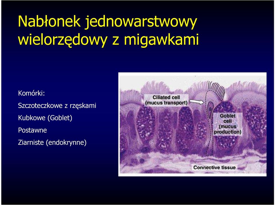 Komórki: Szczoteczkowe z