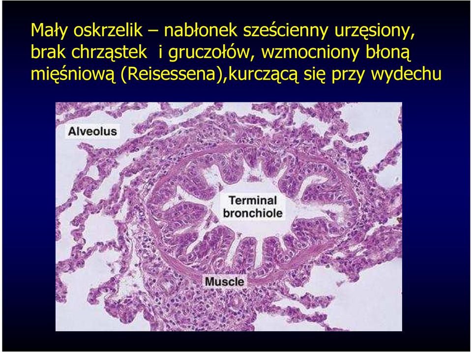 gruczołów, wzmocniony błoną